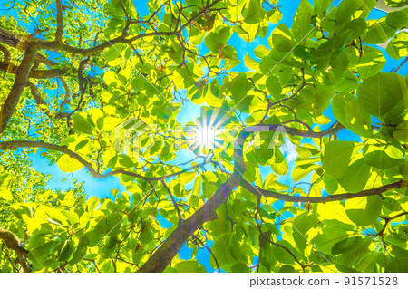 Japanese botanical landscape: sunlight and fresh green of Yulan magnolia. Image of ecology, noble heart, love for nature, etc ... = Yokohama 91571528