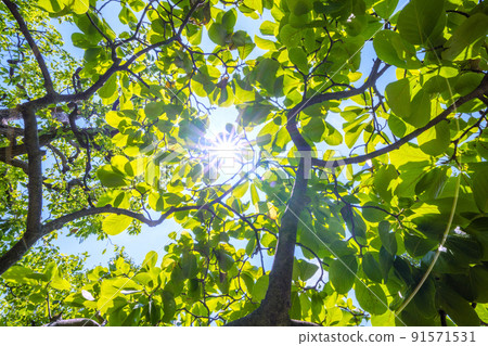 日本植物園：玉蘭木蘭的陽光和鮮綠色。生態，高貴的心，對大自然的熱愛等形象=橫濱 91571531