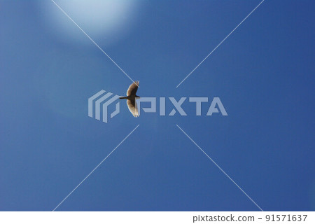 Skylark flying high in the blue sky Skylark flying high in the blue sky 91571637