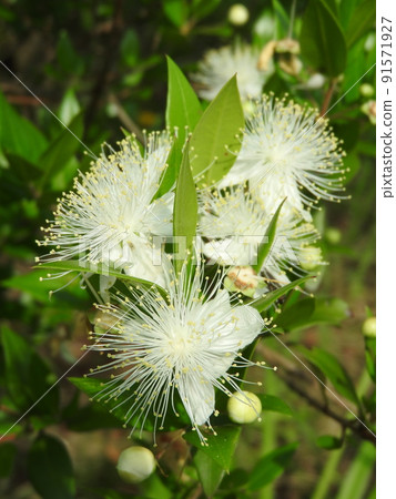 "Myrtus communis" flower with fluffy stamens 91571927