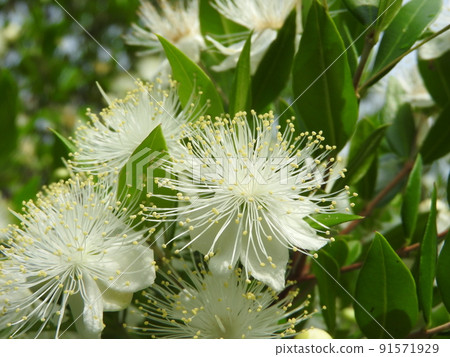 "Myrtus communis" flower with fluffy stamens 91571929
