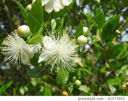 雄蕊蓬鬆的“桃金孃”花 91571931