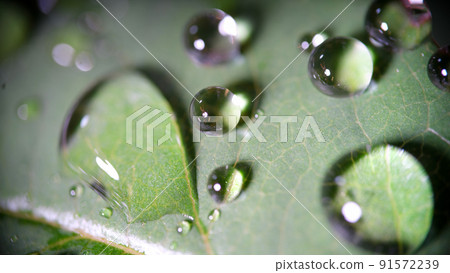 Dew or rain drops on green leaf Dew or rain drops on green leaf 91572239