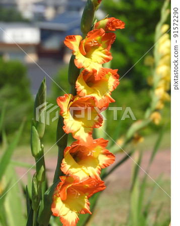 Gladiolus 91572290
