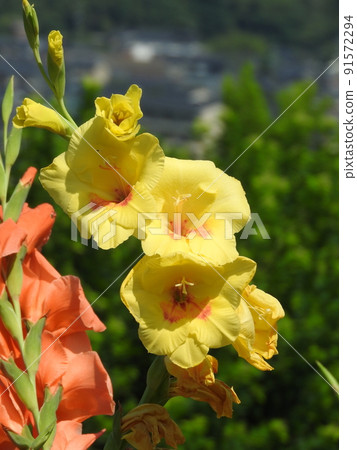 Gladiolus 91572294