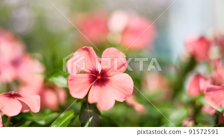 Red flowers 91572591