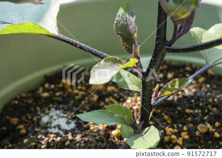 茄子側芽 91572717