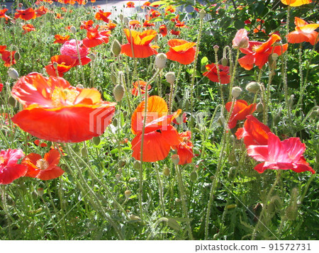 Beautiful field red poppies with selective focus. soft light. Natural drugs. Glade of red poppies. Lonely poppy. Beautiful field red poppies with selective focus. soft light. Natural drugs. Glade of red poppies. Lonely poppy. 91572731
