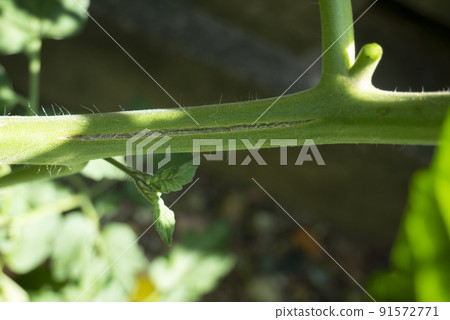 番茄莖斷了 番茄莖斷了 91572771