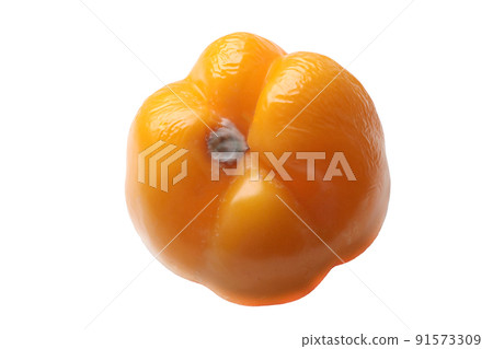 A spoiled vegetable on a white background. The yellow pepper is rotten. Vegetable isolate. Food concept. A spoiled vegetable on a white background. The yellow pepper is rotten. Vegetable isolate. Food concept. 91573309