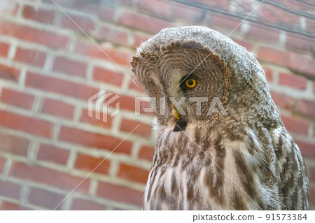 Close-up of a large gray owl in the wild. Close-up of a large gray owl in the wild. 91573384