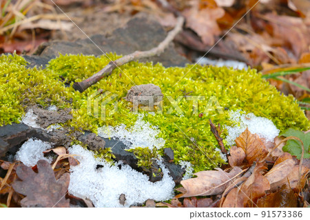 On the green moss lies the first snow in the forest. On the green moss lies the first snow in the forest. 91573386