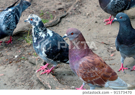 Close-up of beautiful pigeons in a park in the city. Close-up of beautiful pigeons in a park in the city. 91573470