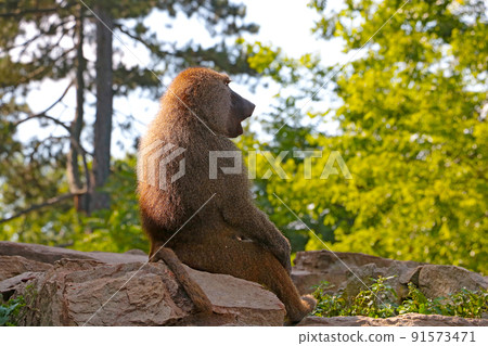 A monkey sits on a rock in an animal park. A monkey sits on a rock in an animal park. 91573471