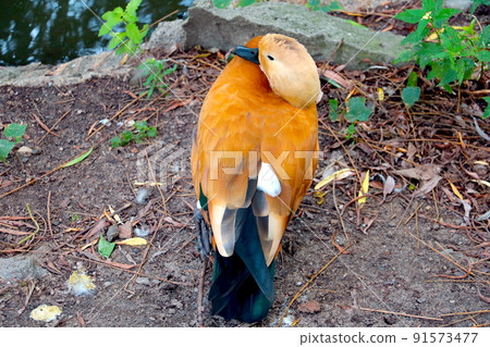 Mandarin duck. Orange bird. wild nature in the park. Mandarin duck. Orange bird. wild nature in the park. 91573477