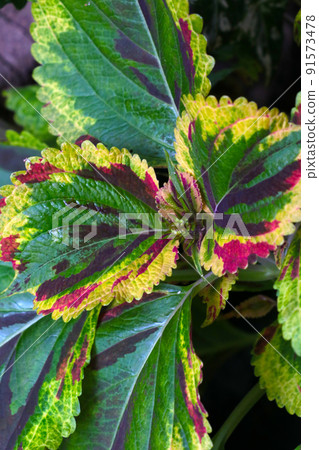 Beautiful bright colored leaves of houseplant, flower, background. Beautiful bright colored leaves of houseplant, flower, background. 91573478