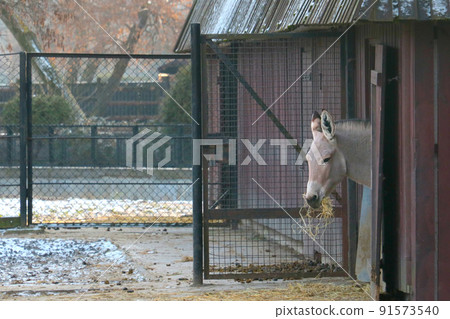 The Przewalski's horse is a species or subspecies of a wild horse. 91573540