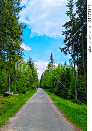 A picturesque road along the green forest. Clean air. 91573548