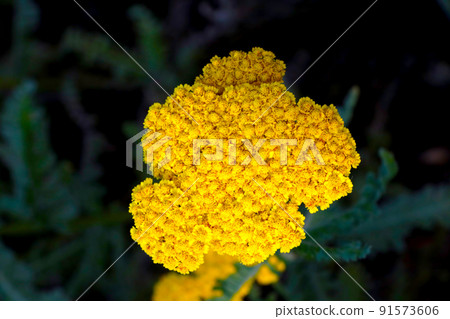 Tansy is a genus of perennial herbaceous plants and shrubs. Useful plants, used in medicine. Tansy is a genus of perennial herbaceous plants and shrubs. Useful plants, used in medicine. 91573606