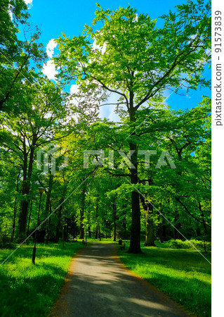 Picturesque green trail in the park on a sunny day. Picturesque green trail in the park on a sunny day. 91573839