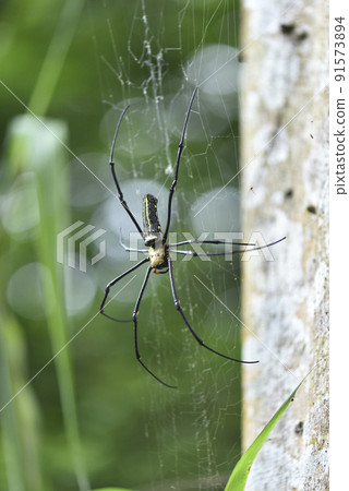 森林裡的人臉蜘蛛和蜘蛛網 91573894
