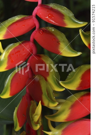 紅色鮮豔的龍蝦爪蕉植物盛開的花朵 91574215