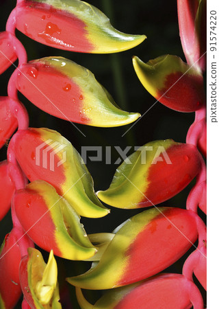 紅色鮮豔的龍蝦爪蕉植物盛開的花朵 91574220