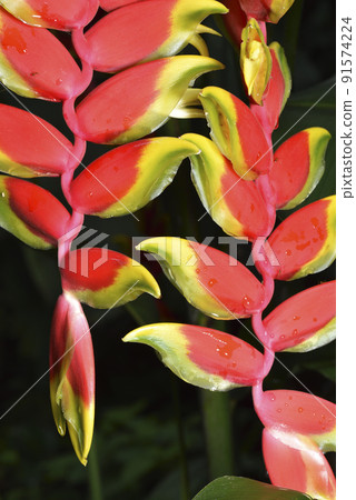 紅色鮮豔的龍蝦爪蕉植物盛開的花朵 91574224
