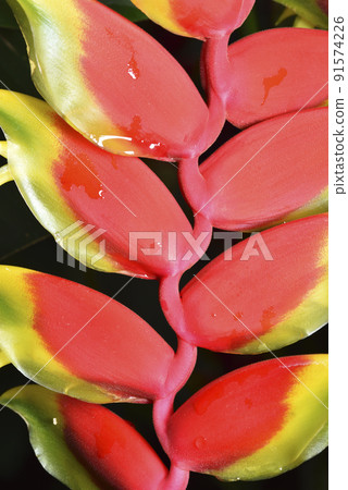 紅色鮮豔的龍蝦爪蕉植物盛開的花朵 91574226