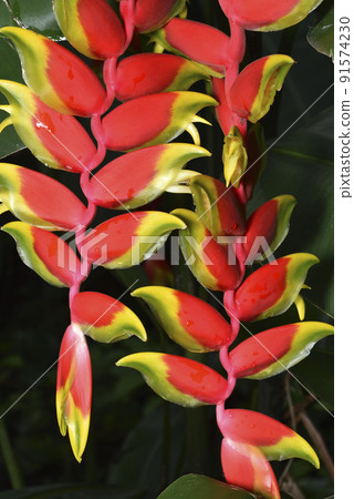 red bright lobster claw plant blooming flowers 91574230