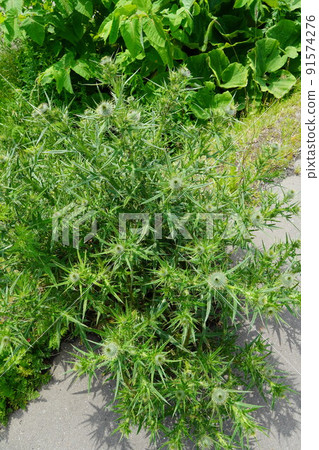 Something of the genus Cirsium (plant) 91574276