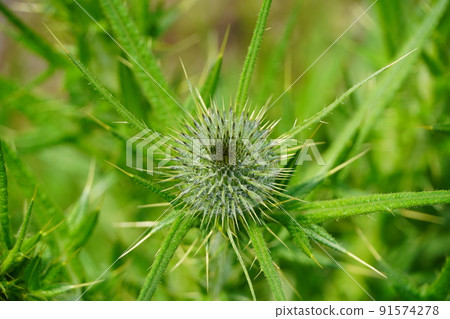 Something of the genus Cirsium (plant) 91574278