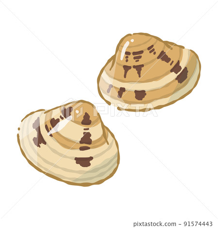 貝類蛤蜊(封閉)軟觸矢量圖 貝類蛤蜊(封閉)軟觸矢量圖 91574443