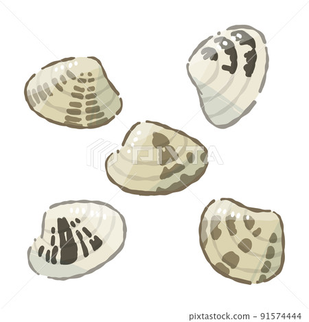 貝類(封閉)軟觸摸矢量圖 貝類(封閉)軟觸摸矢量圖 91574444