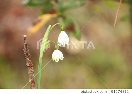 Suzuran Narcissus Suzuran Narcissus 91574811