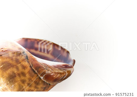 A bail shell 91575231