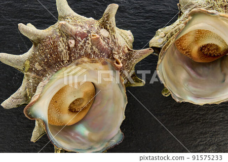 Sazae Sazae 91575233