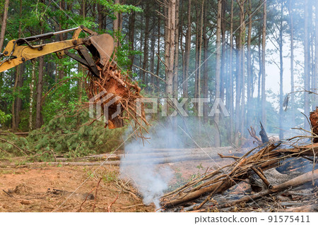 Preparing land for construction of uprooted tree from the ground on the stumps tree removal 91575411
