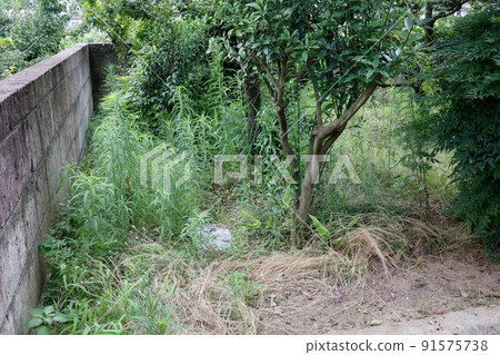 A garden with a large amount of weeds 91575738