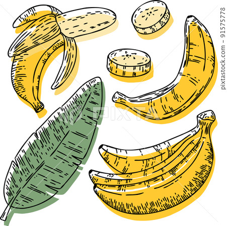 Vector banana set: bananas, slice, half, whole, and leaves. Vector banana set: bananas, slice, half, whole, and leaves. 91575778