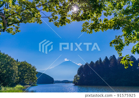 (Shizuoka Prefecture) Mt. Fuji seen from the shore of Lake Tanuki in midsummer 91575925