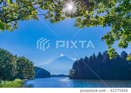 (Shizuoka Prefecture) Mt. Fuji seen from the shore of Lake Tanuki in midsummer 91575926