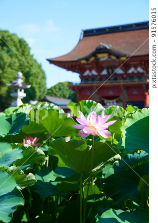 Okazaki City, Aichi Prefecture Iga Hachimangu Lotus Flower 91576015