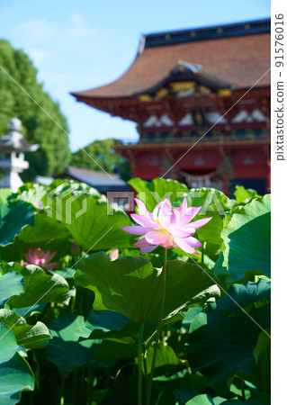 愛知縣岡崎市伊賀八幡宮蓮花 愛知縣岡崎市伊賀八幡宮蓮花 91576016