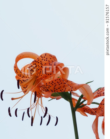 Flower of Onigari 91576157