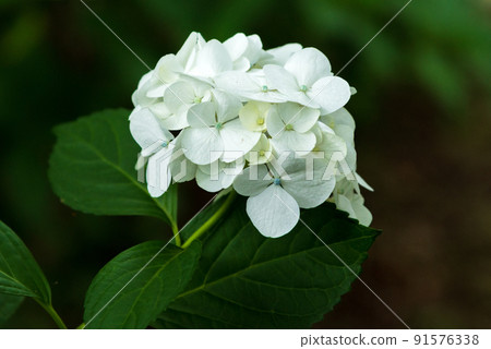 六月中旬的繡球 91576338