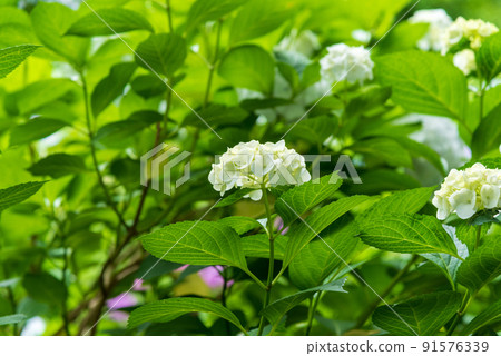 六月中旬的繡球 六月中旬的繡球 91576339