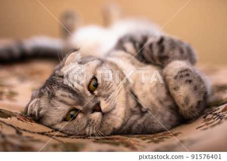 shorthair scottish fold cat lies on its back 91576401
