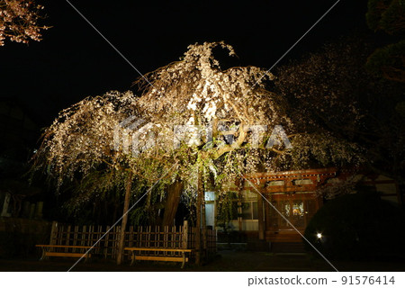 Illuminated weeping cherry tree at Rendaiji Temple Illuminated weeping cherry tree at Rendaiji Temple 91576414