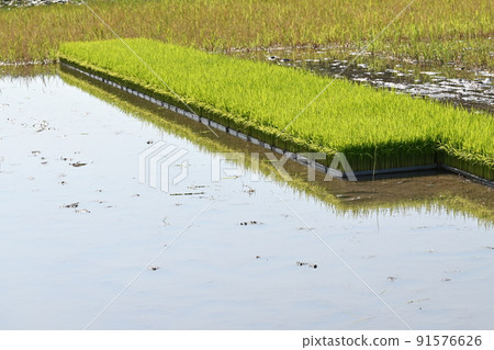 The state where the seedlings are placed before the rice planting starts The state where the seedlings are placed before the rice planting starts 91576626